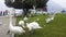 People feeding swans with bread