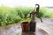 People filling bucket with water from Hand pump in hand-dig well in shallow aquifers in villages in countryside in China. Rapeseed