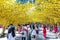 People focus photograph below buried golden apricot trees unique morning colors of spring