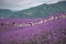 People in Formative Lavender Field Park