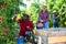 People gathering harvest of peaches in farm orchard