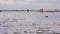 people gathering oyster during low tide