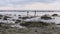 people gathering oyster during low tide