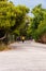 People going down from Acropolis hill by cozy walkway between growing green pines and other southern trees and plants