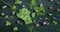 People grabbing pieces of Matcha chocolate from table, woman and man taking matcha chocolate pieces, close-up video, 4k