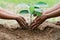 people hand helping plant the tree working together in farm concept save world