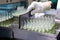 People hand holding a test tube vial sets for analysis in the gas liquid chromatograph. Laboratory assistant inserting laboratory