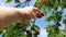 People hand picking one cherry from a bunch of ripe red fruits hanging on a twig. Fresh bio berries grown in home garden, healthy