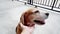 People hand scratching beagle`s neck.
