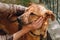 People hands caress brown old dog in city street, sweet emotions