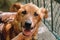 People hands caress brown old dog in city street, sweet emotions