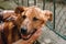 People hands caress brown old dog in city street, sweet emotions