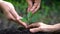 People hands take care of young plant tree sprout.