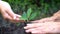 People hands take care of young plant tree sprout.