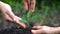 People hands take care of young plant tree sprout.