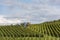 People Harvesting Grapes Champagne Verzy