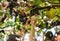 People harvesting grapes in the vineyard of the Madeira Wine Company at Madeira Wine Festival in Estreito de Camara de Lobos,