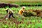 People harvesting a paddy field