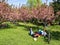 People Having Fun In The Japanese Garden Of Herastrau Public Park