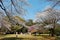 People having a picnic & admiring beautiful cherry blossoms under huge Sakura trees in Omiya Park, Saitama, Japan