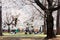 People having a picnic on the grassy lawn under huge cherry blossom Sakura trees on a sunny spring morning in Omiya Park