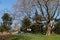 People Having a Picnic Under a Tree during Spring at Central Park in New York City