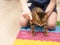 People. Health concept. A boy and a domestic bengal cat are engaged on a massage orthopedic multi-colored rug in the