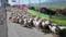 People are herding sheep near Xining, Qinghai Province,China