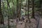 People hikes in the rainforest of Jamison Valley Blue Mountains