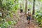 People hiking with backpacks, jungle trekking, group of tourists backpackers