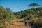 People hiking on dirt pathway through forest