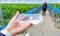 People hold box, cup filled sweetened condensed milk for dip fresh strawberry, crispy, sweet, mellow and delicious, in Japan farm.