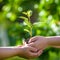 People holding young plant in hands against green spring background. Earth day ecology holiday concept