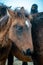 People and horse at the livestock market