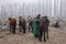 People and horses at the livestock market