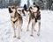 People on Husky dogs sledding in winter forest Northern Finland
