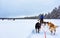 People on husky sledge in Lapland Finland reflex