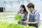 People with hydroponic organic farm green oak lettuce salad growing. couple young agriculture business startup working together