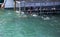 People inside a shark observation cage in Gansbaai in South Africa, observing bronze and white sharks