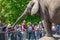 People and kids are interacting with an elephant in Magdeburg Zoo, Magdeburg, Germany, May 2016, editorial