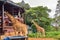 People looking and feed the Giraffes, Nairobi