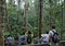 People makes photos of orangutans Pongo pygmaeus on a rope of tree.