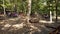 People making picnic in Belgrad Forest, Turkish: Belgrad Ormani, in Istanbul, Turkey.