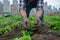 People neighbours work in community vegetable garden in an urban setting, big city on background.