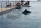 People observes swimming dolphin, Eilat