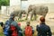 People observing the elephants in the Zoo Zurich