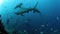 People with pack of sharks in underwater marine wildlife of Fiji.