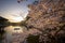 People paddle in boat with beautiful cherry blossom tree