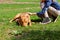 People, pets, animals, animals rescue concept. A young girl tames a scared dog. Owner and pet.