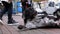 People petting a stray dog on a City Street against the Background of Passing Cars and People